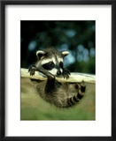 Raccoon  Portrait of Young Coon in Aspen Tree  UK