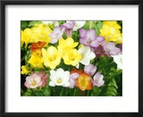 Freesia  Mixed Colours