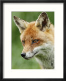 Red Fox  Portrait  Sussex  UK