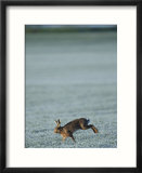 Brown Hare Running Across Frosty Field  Lancashire  UK