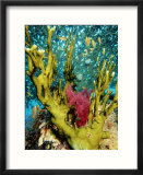 Fire Coral  and Table Coral  Acropora Valenciennesi