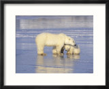 Polar Bears  Mother and Cub  Manitoba  Canada
