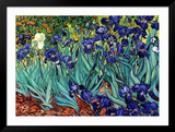 Irises  Saint-Remy  c1889