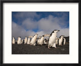 Chinstrap Penguins March Across the Black Sand Beach on Deception Island  Bailey Head  Antarctica