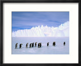 Emperor Penguins  Cape Darnley  Australian Antarctic Territory  Antarctica