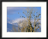Bald Eagles in the Bitterroot Valley near Hamilton  Montana  USA
