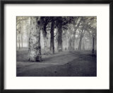 View of a Park with Trees  in Milan  with the Avenue Lighted by Street Lamps