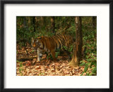 Bengal Tiger  Male Walking  Madhya Pradesh  India