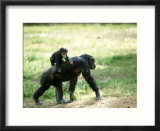 Chimpanzee  Baby on Back  Zoo Animal
