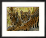 Bengal Tiger  11 Month Old Juveniles  Madhya Pradesh  India