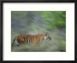 Bengal Tiger  Tigress in Grass  Madhya Pradesh  India