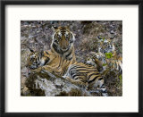 Bengal Tiger  Four One-Year-Old Tiger Cubs Together on Rocks  Madhya Pradesh  India