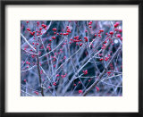 Ilex Verticillata (Black Alder  Winterberry) Winter Branches with Red Berries  December