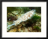 Cuttlefish  Feeding  UK