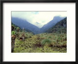 Path Across Upper Bigo Bog Towards Maln Mts  Rwenzori Mountains  Uganda