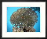 Table Coral  with Fish  Red Sea