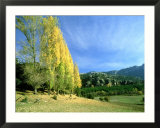 Autumn Colours (Poplars) in Sierra De Cazorla  Spain
