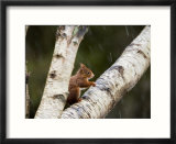 Red Squirrel  Perched on Birch Branch in Snow  Lancashire  UK
