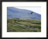 Hen Harrier  Hovering Over Moorland  Scotland