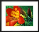 Freesia (Figaro)  Close-up of Orange and Yellow Flowers