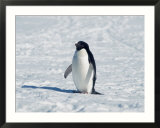 Adelie Penguin in Snow  Antarctica