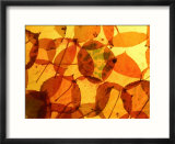 Collection of Aspen Leaves That are Bright Yellows and Oranges