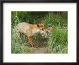 Red Fox  Parent Delivering Food to Cub  Sussex  UK