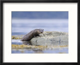 European Otter  Juvenile Climbing out of the Water onto a Rock  Scotland