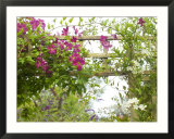 Clematis Etoile Violette  Pink Flowers Climbing Over Trellis Fence