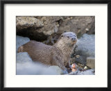 European Otter Eating an Eel on a Rocky Shore  Scotland