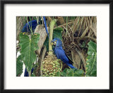 Hyancinth Macaws  Brazil