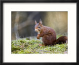 Red Squirrel  Sat on Moss  Lancashire  UK