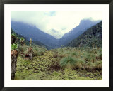 Path Across Upper Bigo Bog Towards Maln Mts  Rwenzori Mountains  Uganda