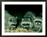 Raccoons  Feeding  USA