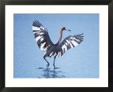 Reddish Egret Fishing  Sanibel Island  Ding Darling National Wildlife Refuge  Florida  USA