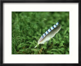 Jay Feather in Moss