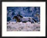 Kiger Mustang Wild Horses  USA