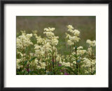 Meadowsweet  Orkeney Mainland