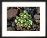 Common-Scurvy Grass  Lochalsh  Scotland
