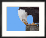 Bald Eagle Eating Fish  Alaska  USA