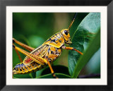 Grasshopper  USA