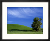 Lone Tree in Wheatfield  Whitman County  Washington  USA