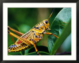 Grasshopper  USA
