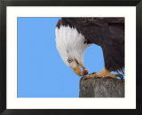Bald Eagle Eating Fish  Alaska  USA