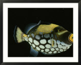Big-Spotted Triggerfish  Balistoides Conspicillum
