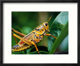 Grasshopper  USA