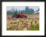 Schreiners Iris Gardens  Oregon  USA