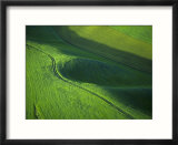 View of Spring Wheat  Palouse  Washington  USA