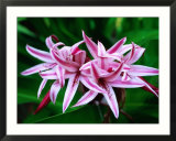 Seychelles Lily  Seychelles