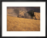 Wheat Combines at Fall Harvest  Washington  USA